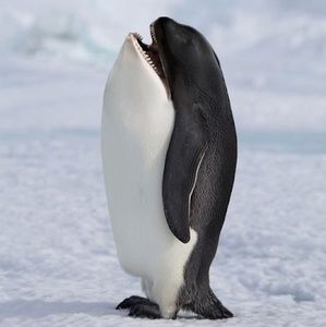 Meet your Posher, Eden